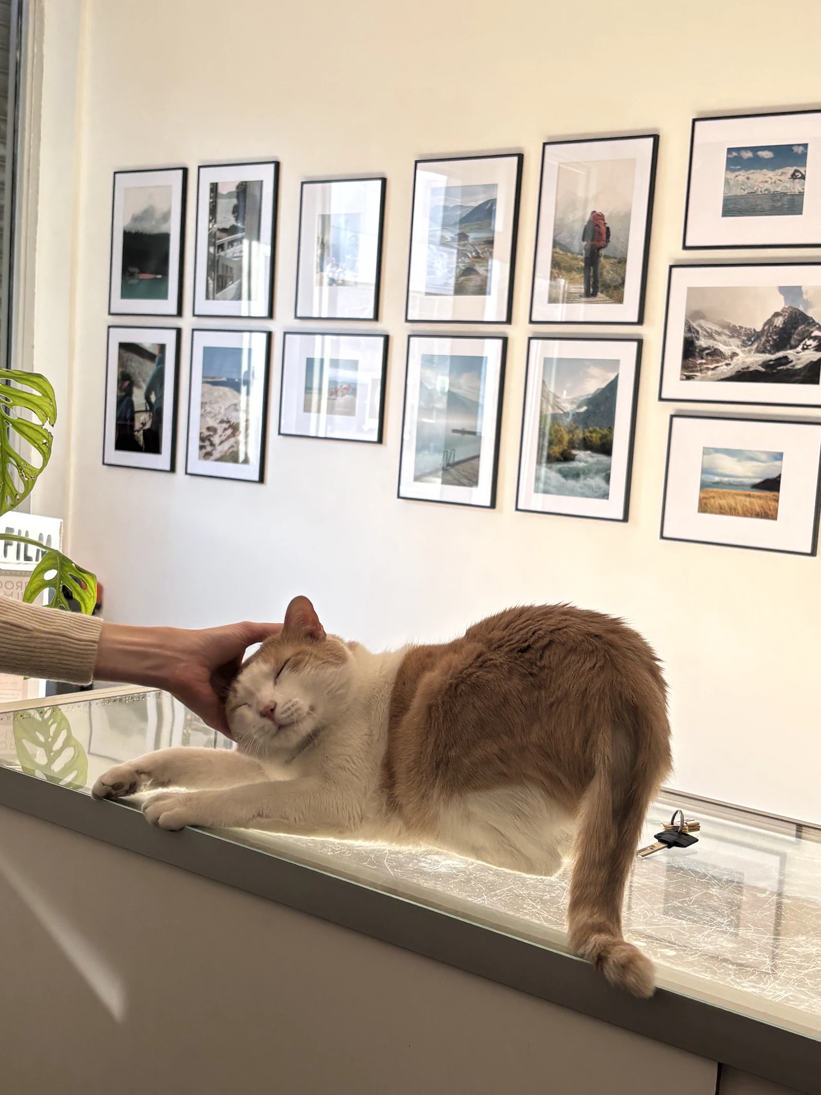A cat resting on the gallery windowsill beneath a wall of framed photographs